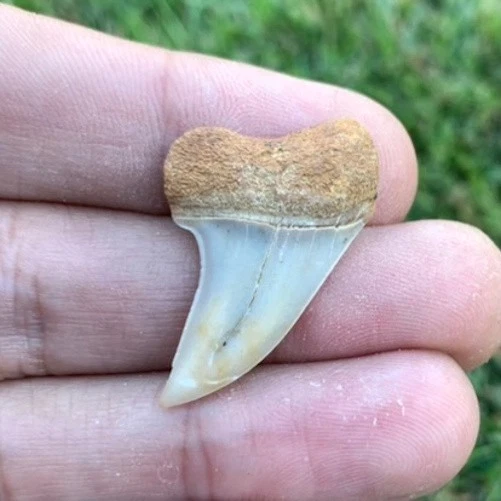Fossil Carcharodon planus - Bakersfield California