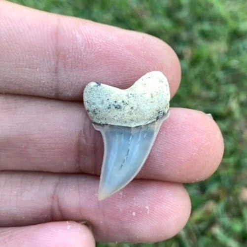 Fossil Carcharodon planus - Bakersfield California