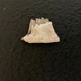 Rabbit Jaw, Palaeolagus