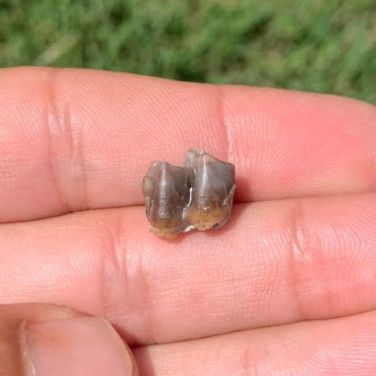 Fossil Horse Lower Jaw Tooth, Mesohippus