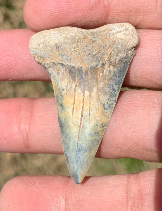 1.84” Carcharodon hastalis - Virginia