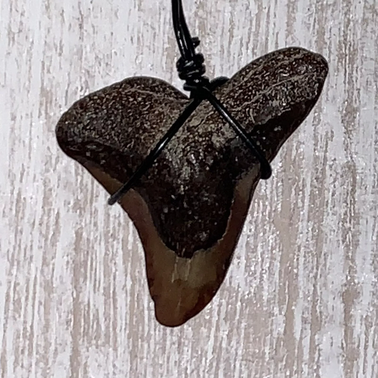 Hemipristis serra shark tooth necklace