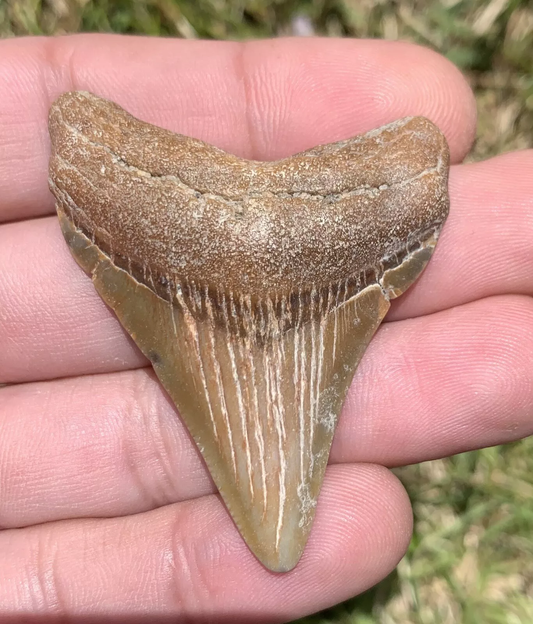 2.22” Otodus Megalodon - Virginia