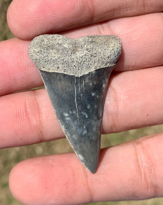 1.82”  Carcharodon hastalis - Virginia