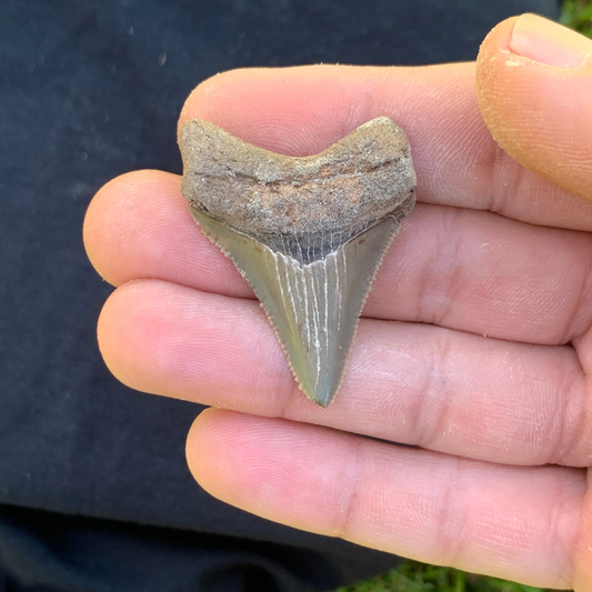 1.72” Otodus Megalodon - Virginia