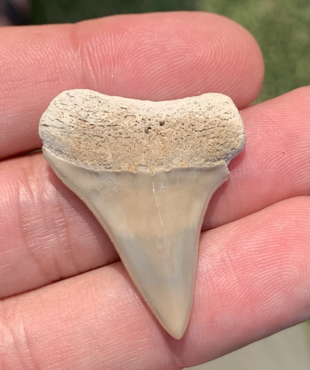 Fossil Carcharodon hastalis - Lee Creek Mine