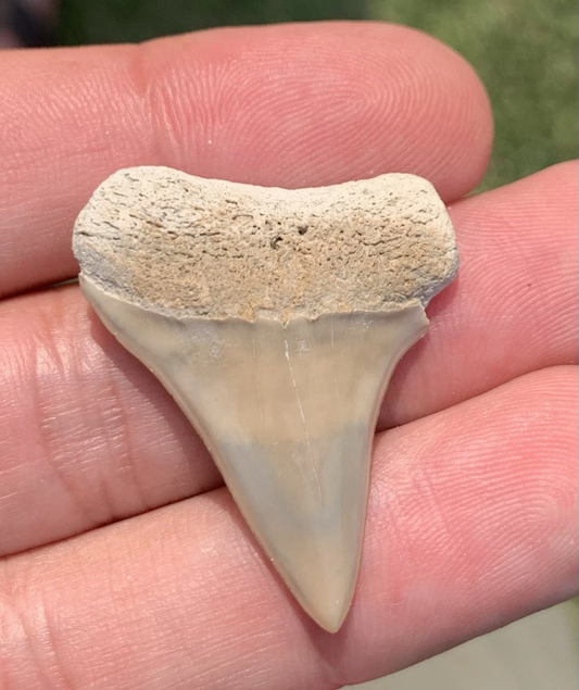Fossil Carcharodon hastalis - Lee Creek Mine