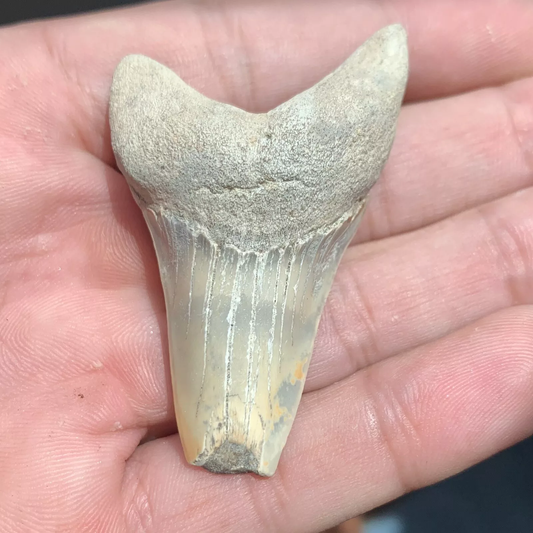 2.27" Carcharodon hastalis - Virginia