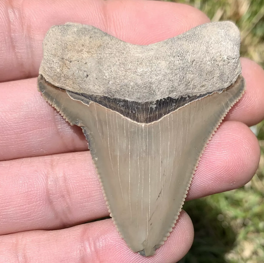 2.2” Otodus Megalodon - Maryland