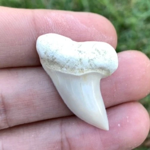 Fossil Carcharodon planus - Bakersfield California