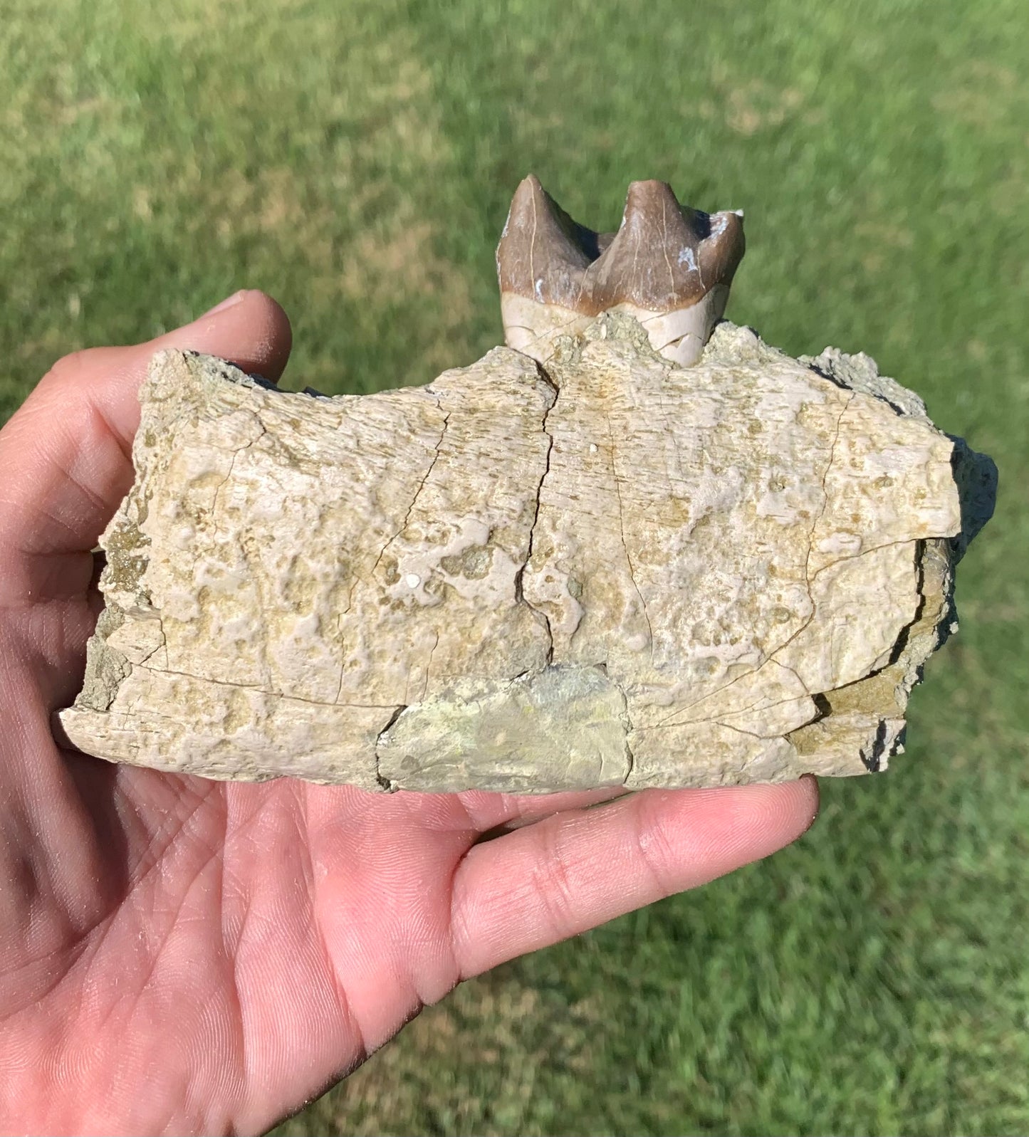 Subhyracodon rhino jaw with tooth