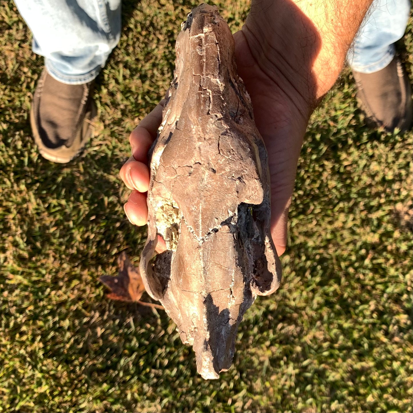 Chocolate Fossil Oreodont Skull, Merycoidodon culbertsoni, White River Badlands