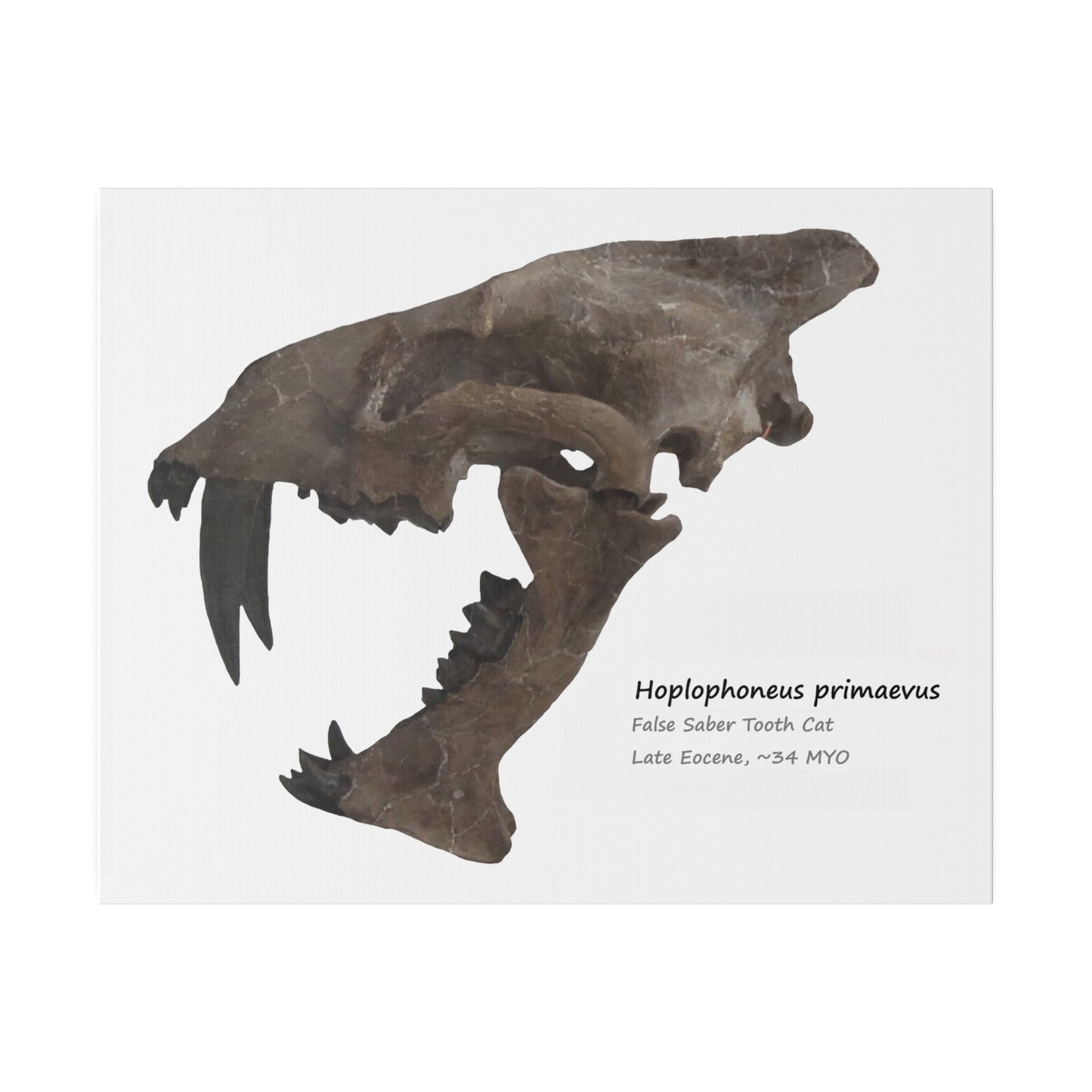 Hoplophoneus Primaevus Saber Cat  Canvas Print Wall Art Décor