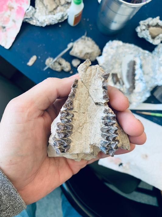 Partial Oreodont Skull