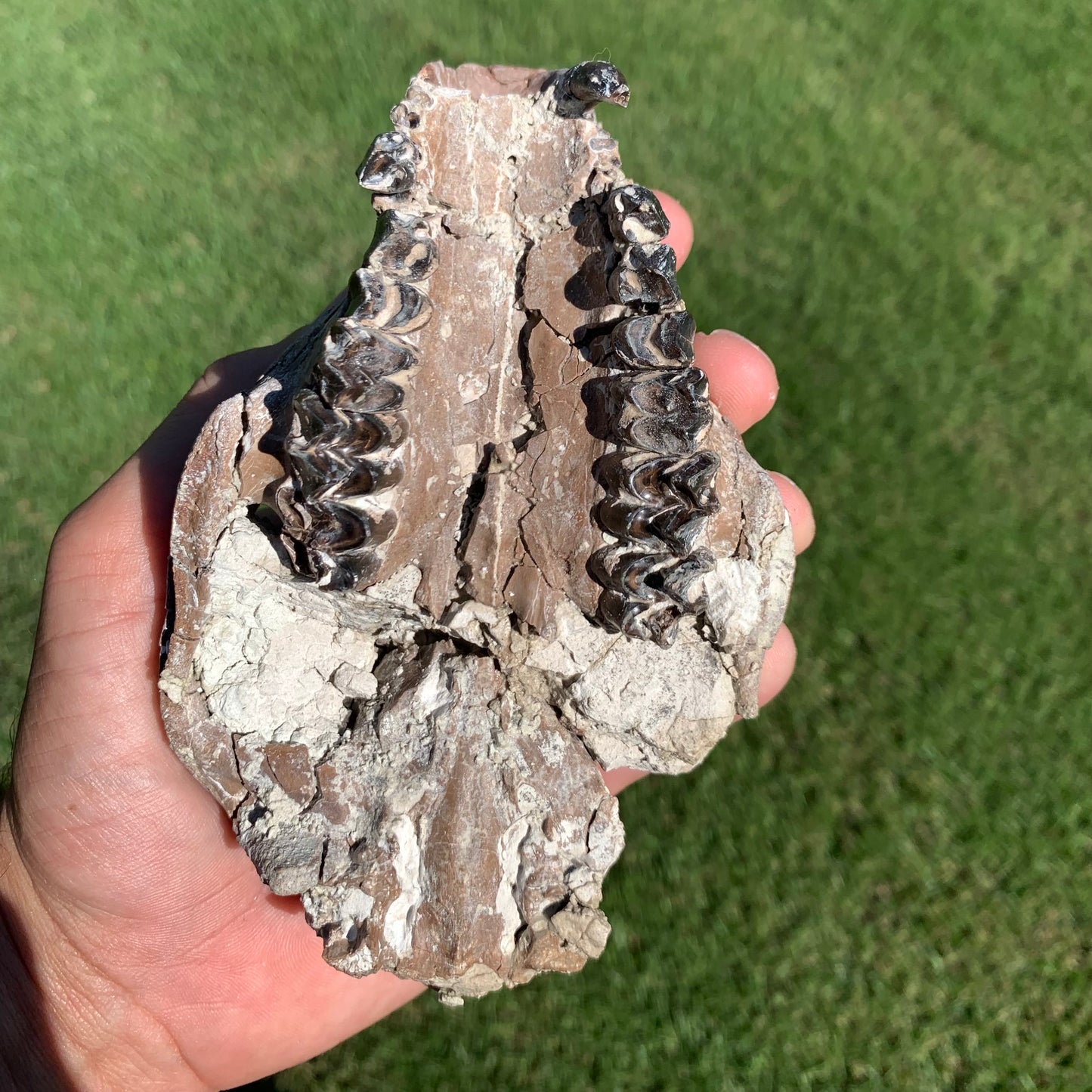 Chocolate oreodont skull