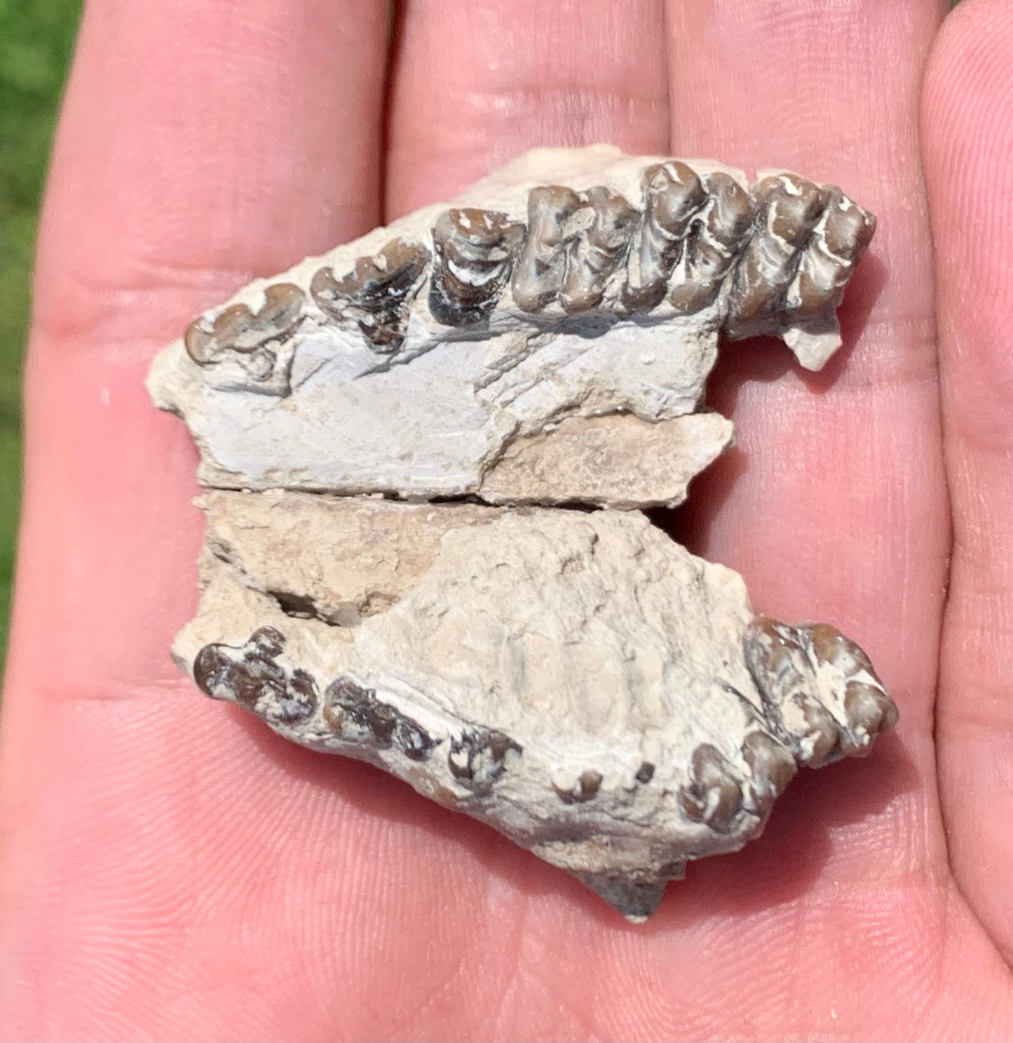 Fossil deer, leptomeryx, upper palate and partial lower jaw