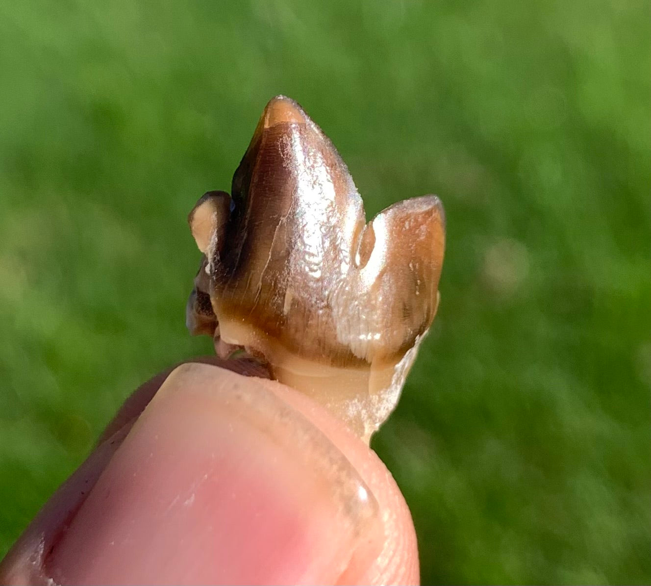 Dinictis carnassial and partial jaw