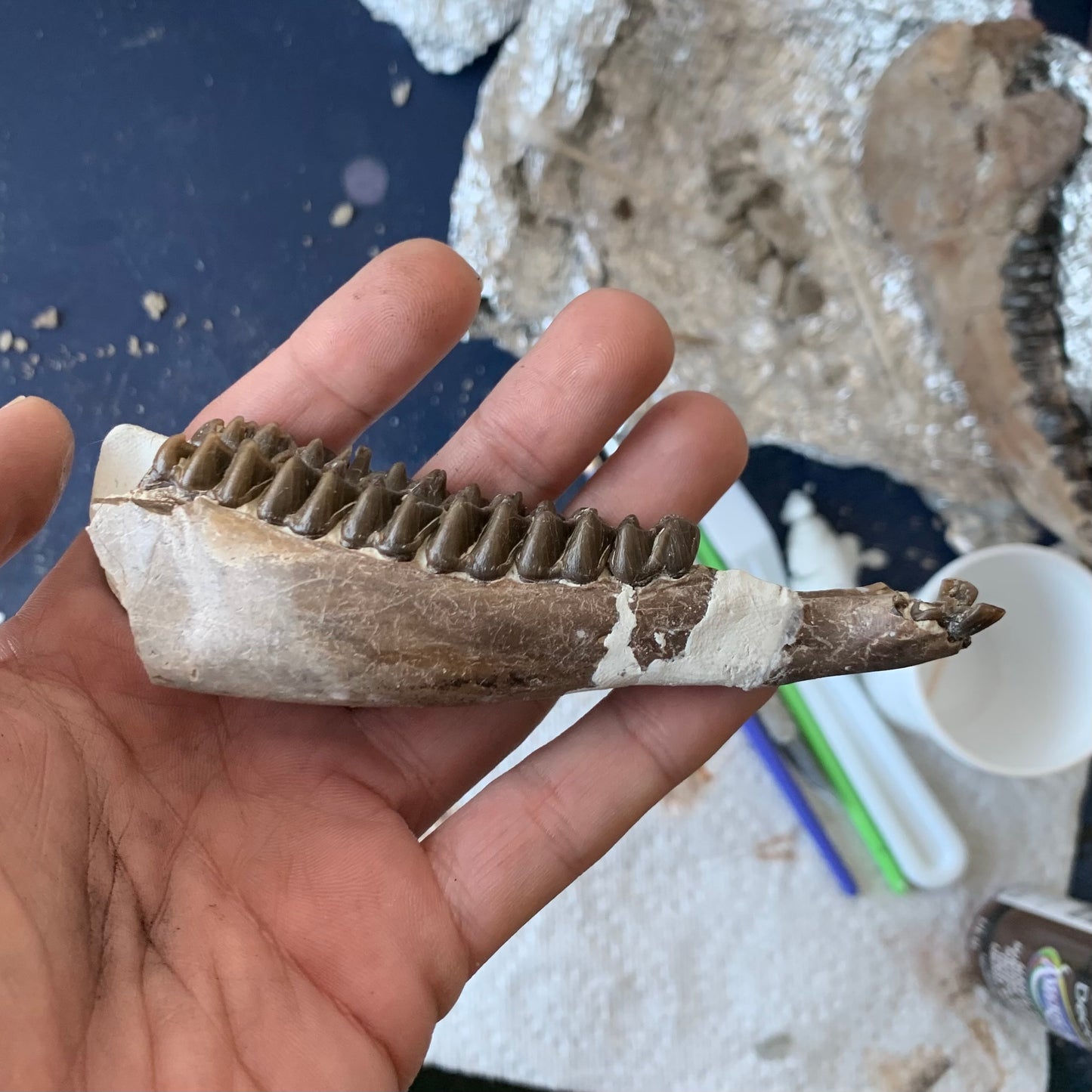 Really Nice Fossil Horse Jaw, Mesohippus