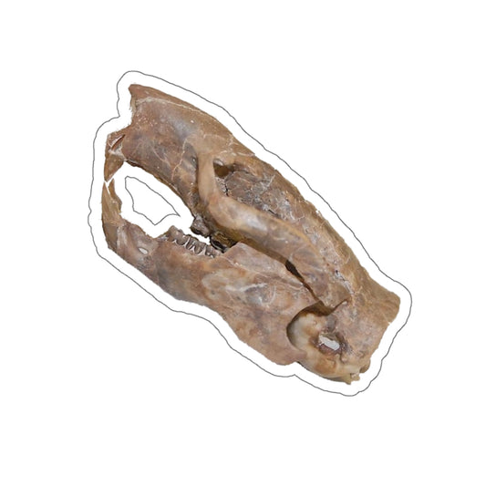 Ischyromys - Fossil Squirrel Skull Sticker