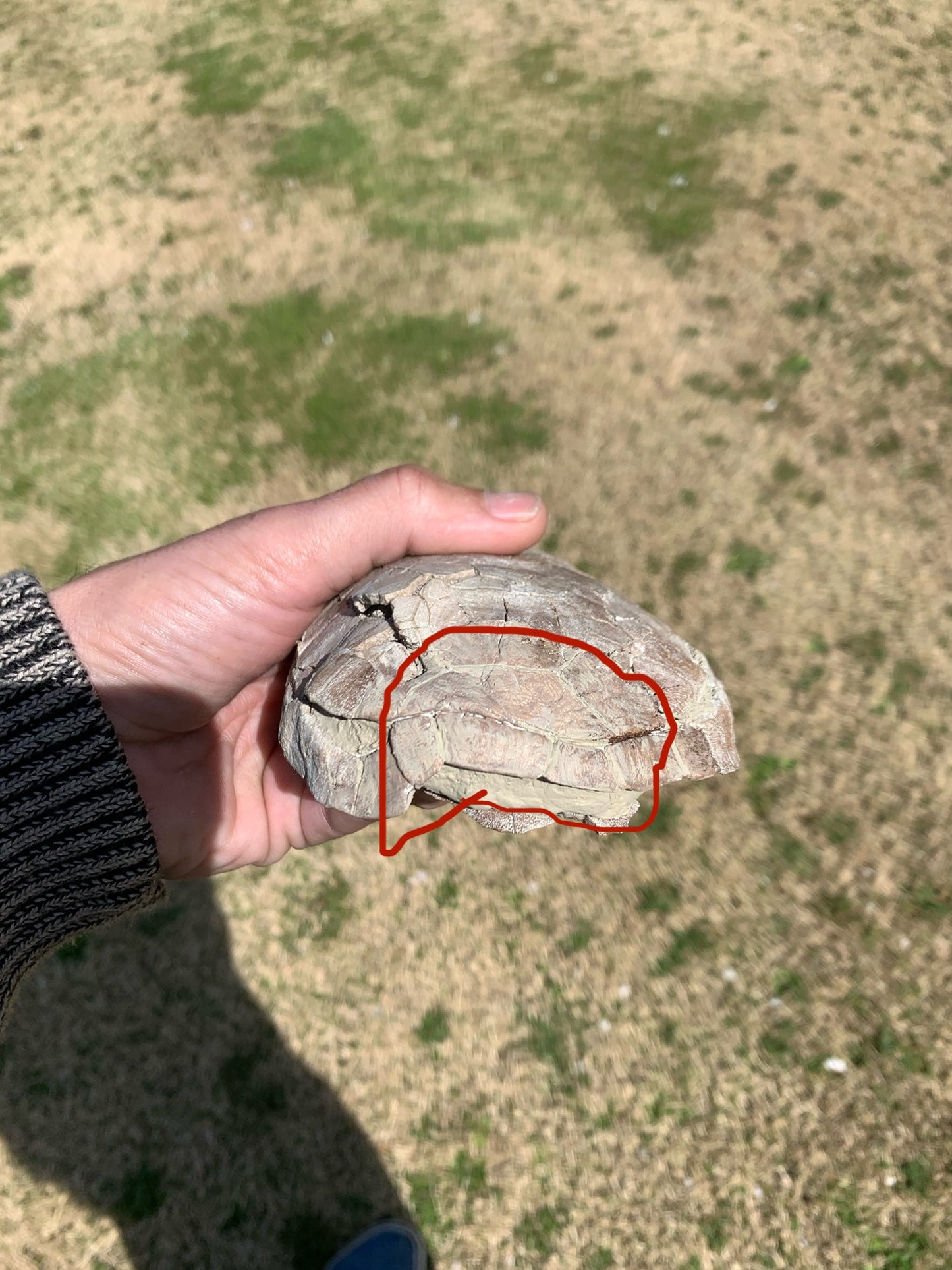 Stylemys Fossil Tortoise, Chadron Formation