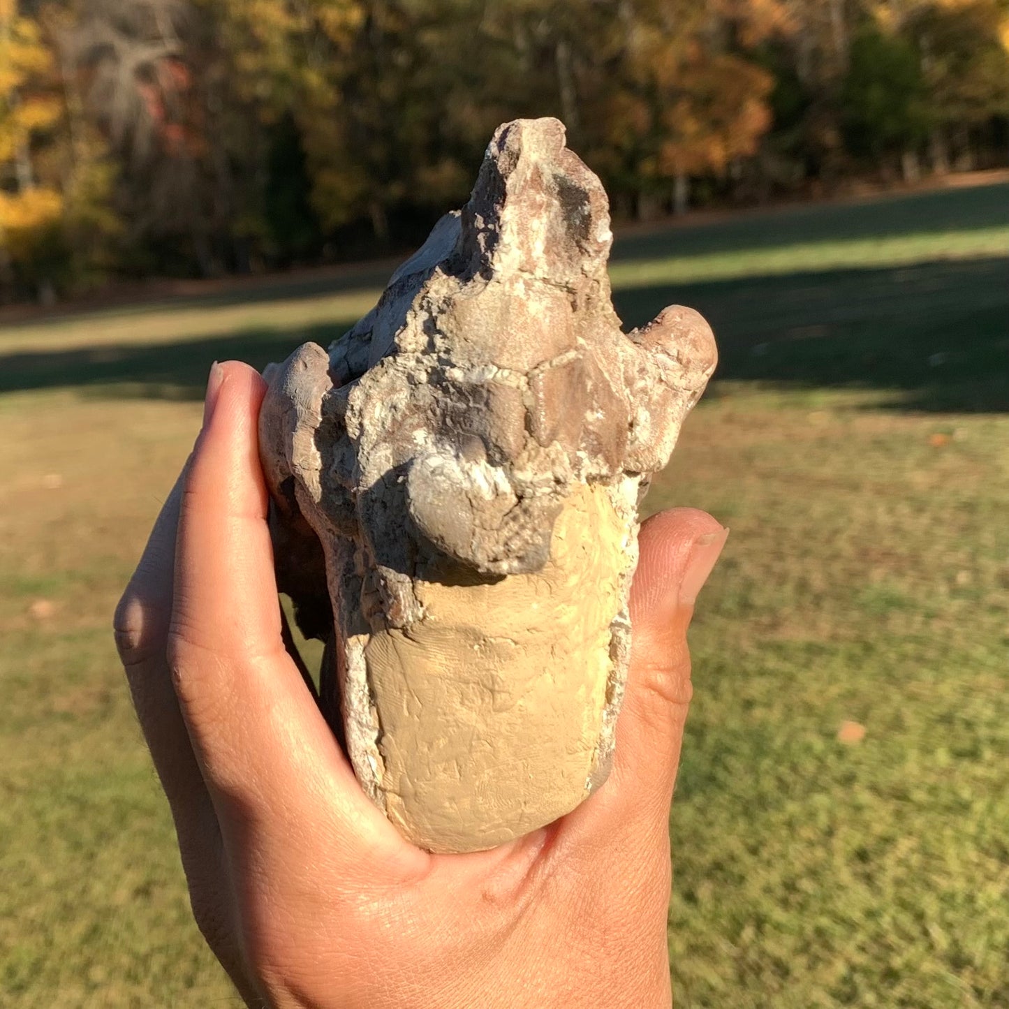 Chocolate Fossil Oreodont Skull, Merycoidodon culbertsoni, White River Badlands