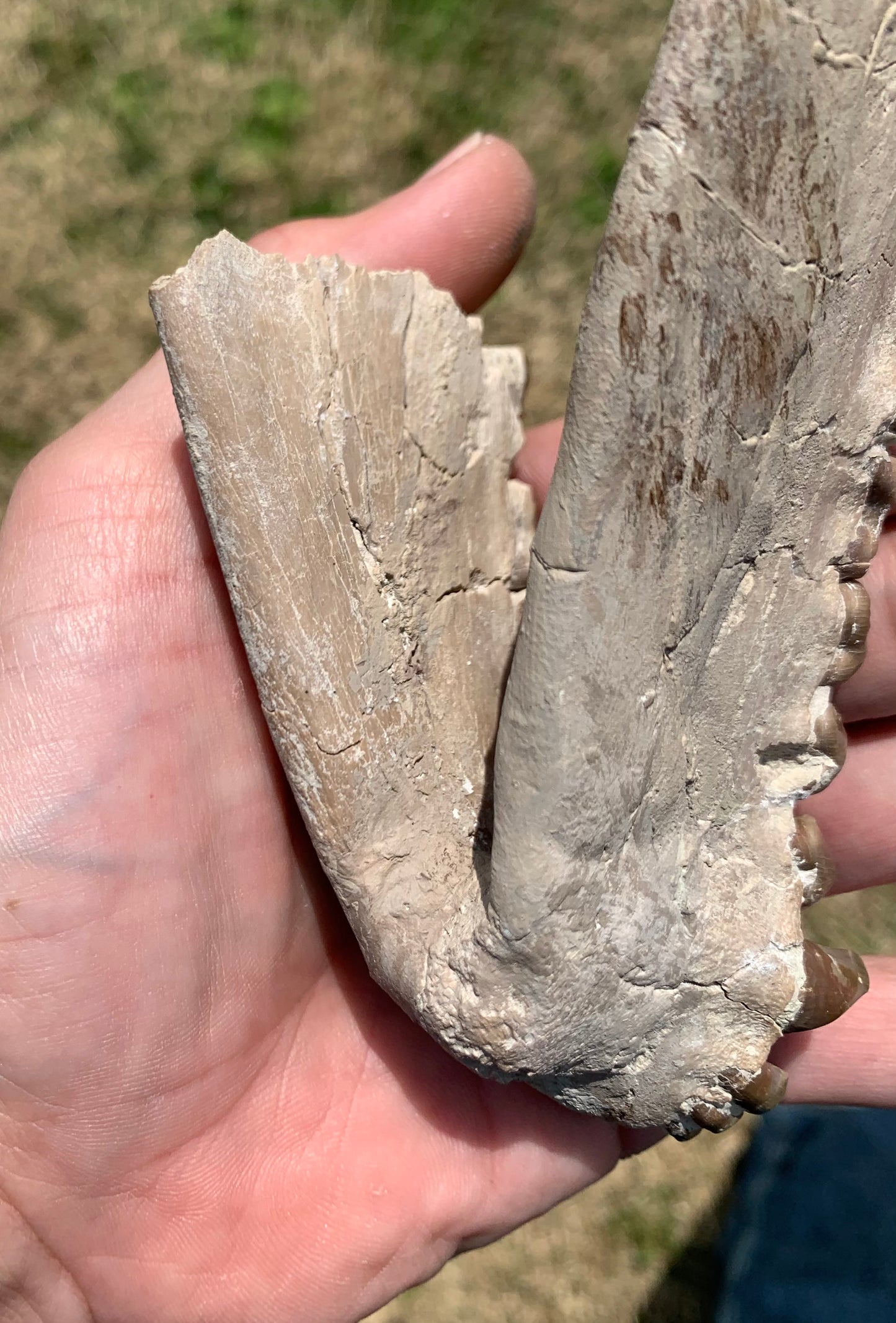 Large Fossil Lower Oreodont Jaw, Merycoidodon, White River Badlands