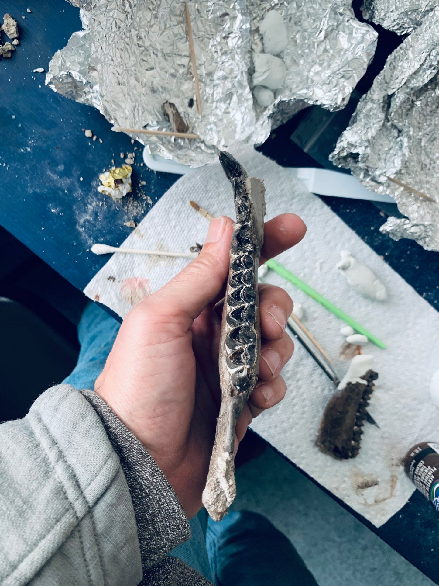Chocolate Colored Fossil Oreodont Jaw, Merycoidodon, White River Badlands