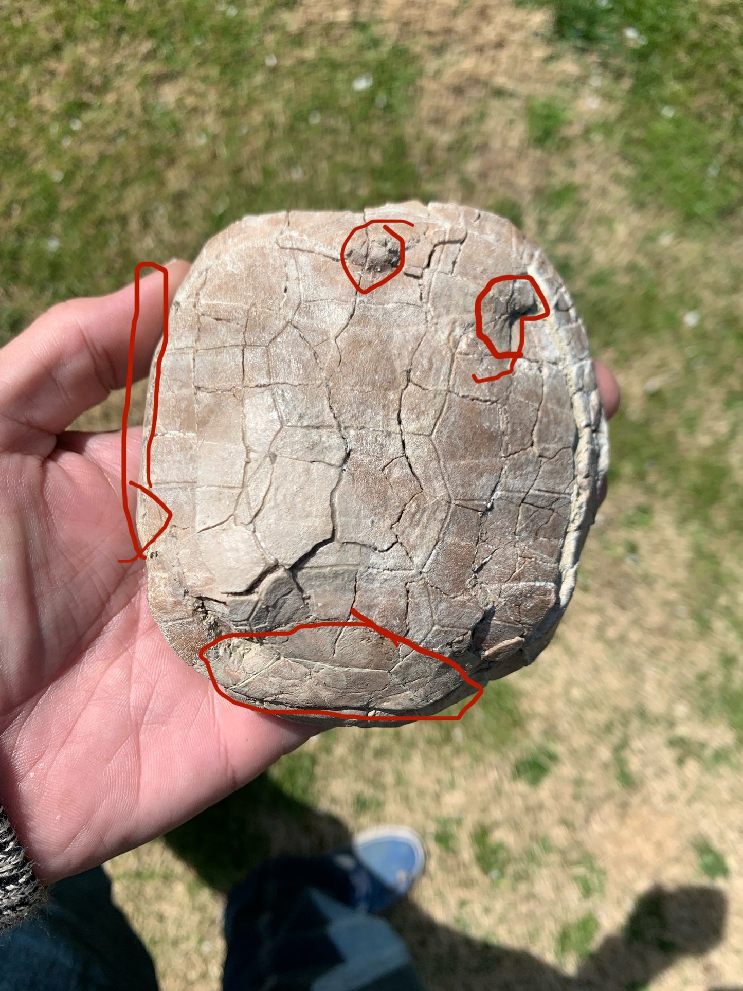 Stylemys Fossil Tortoise, Chadron Formation