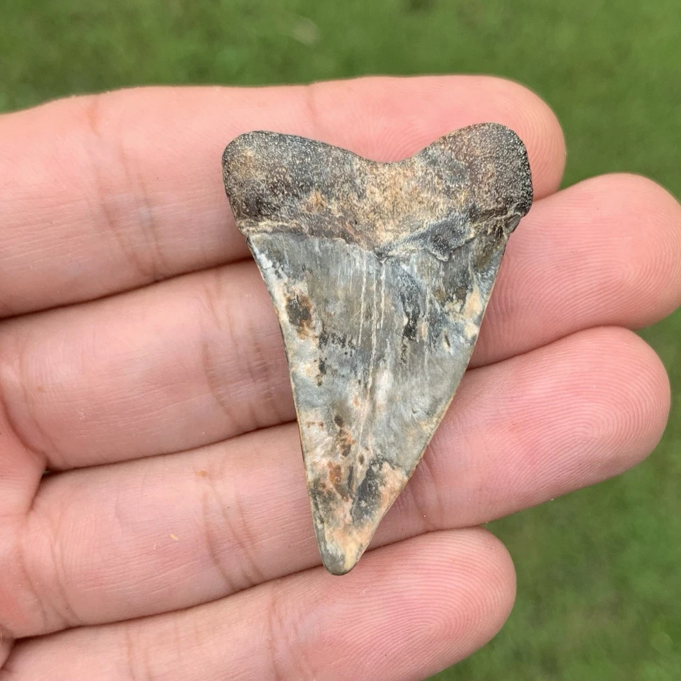 Fossil Carcharodon hastalis - Virginia