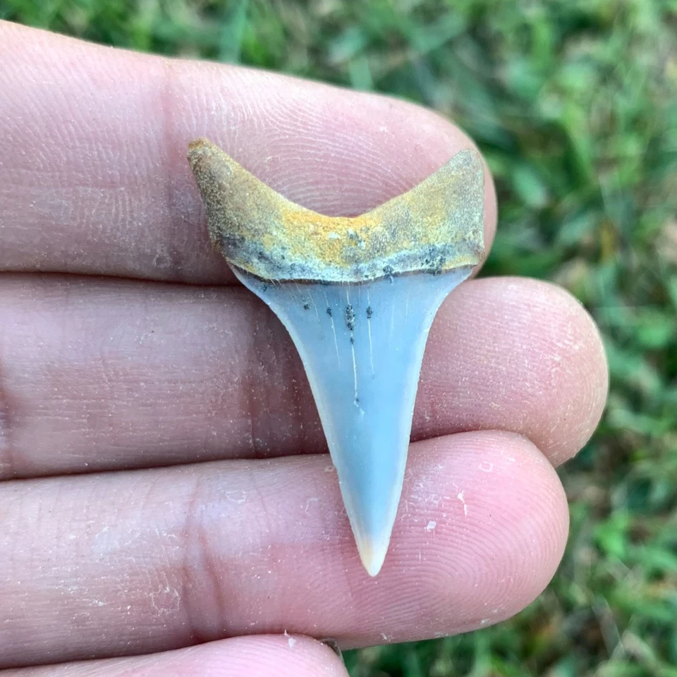 Fossil Carcharodon hastalis - Bakersfield California