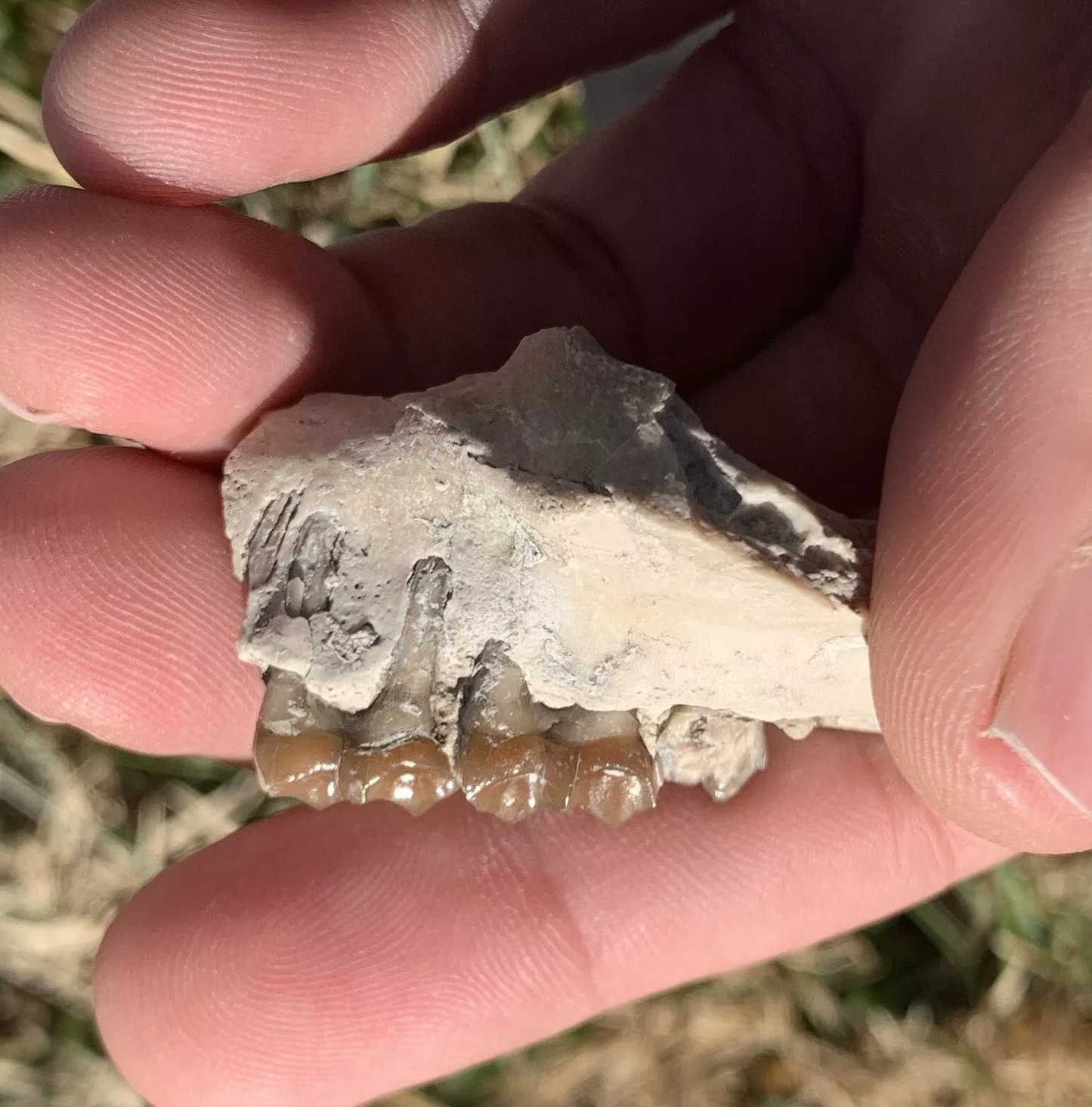 Fossil Horse Palate With Teeth, Mesohippus