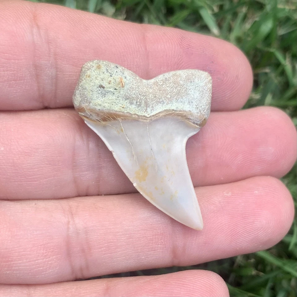 Fossil Carcharodon planus - Bakersfield California