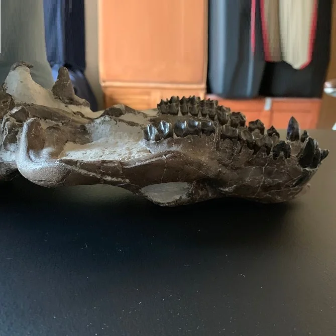 Oreodont skull