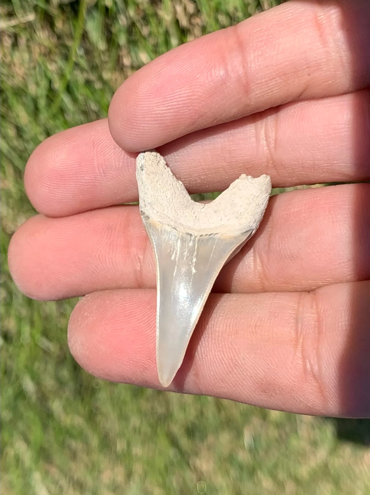 1.58” Carcharodon hastalis - Lee Creek Mine