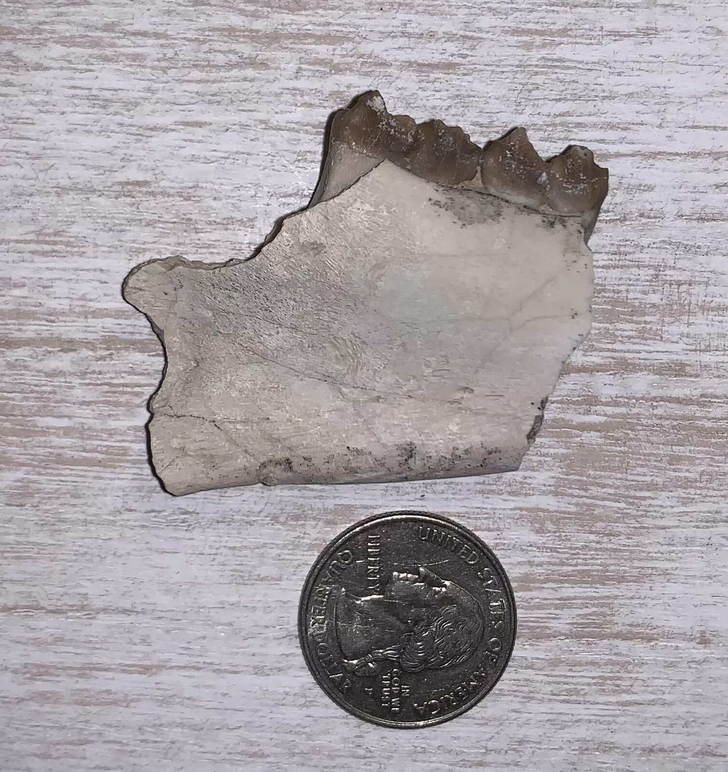 Fossil Oreodont Lower Jaw Section With Teeth