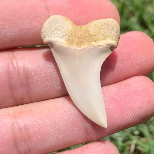Carcharodon planus - Bakersfield California