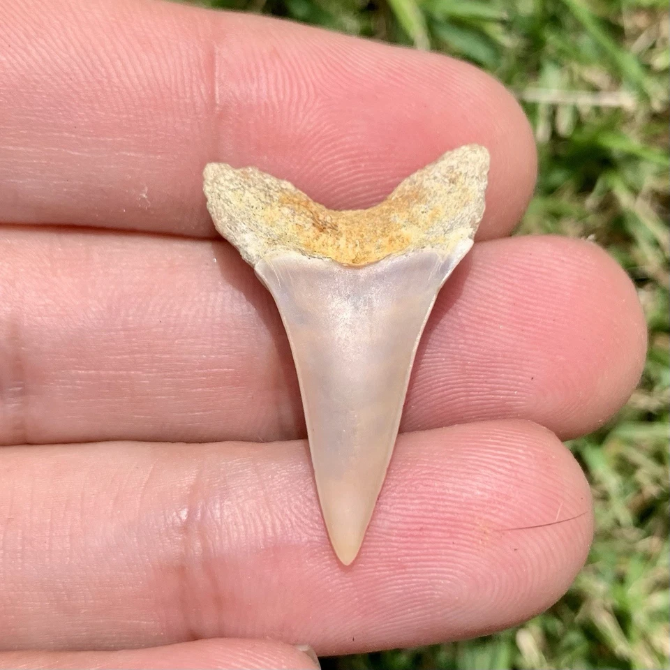 Fossil Carcharodon planus - Bakersfield California