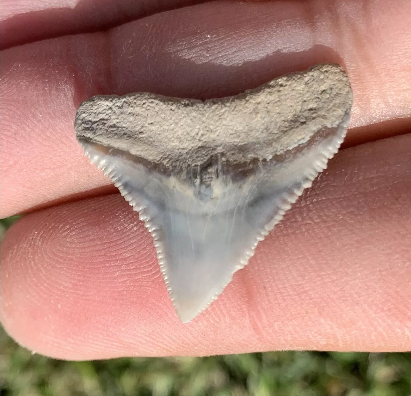 Carcharhinus leucas - Lee Creek Mine