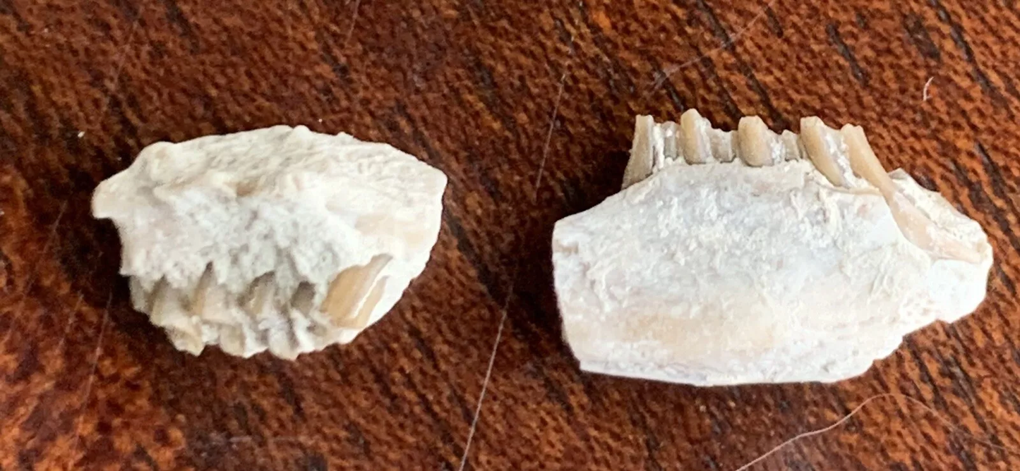 Fossil Rabbit Lower Jaw and Partial Palate, Palaeolagus