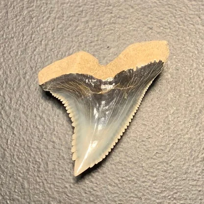 1.44"  Upper Jaw Hemipristis serra Shark Tooth