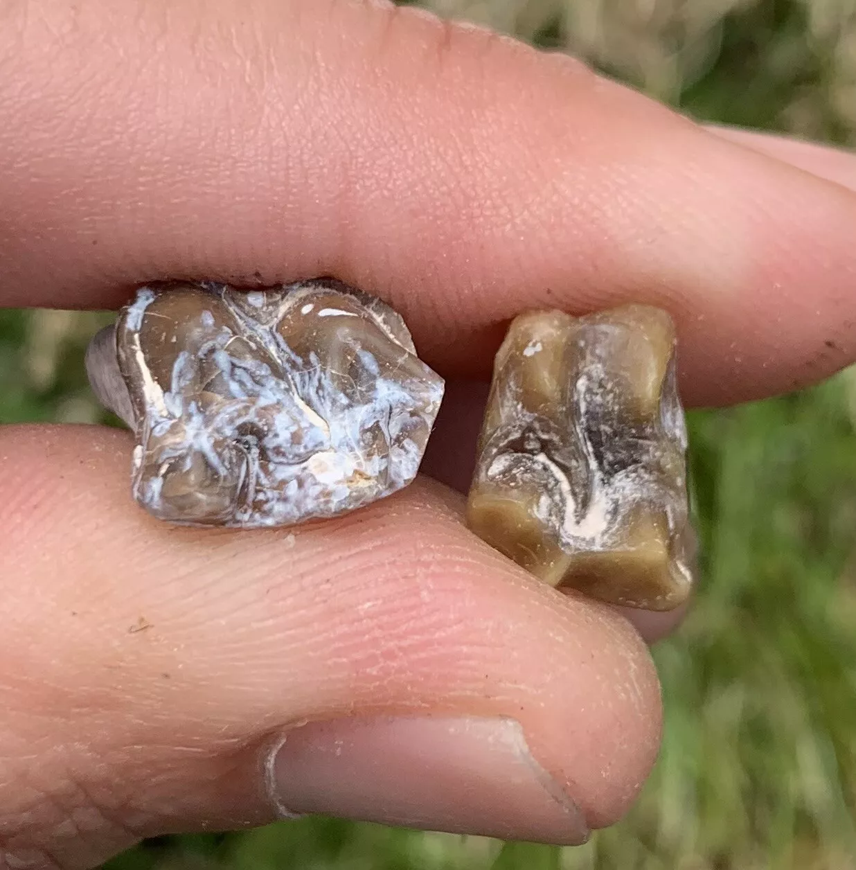 Fossil Horse Teeth, Mesohippus, Upper & Lower