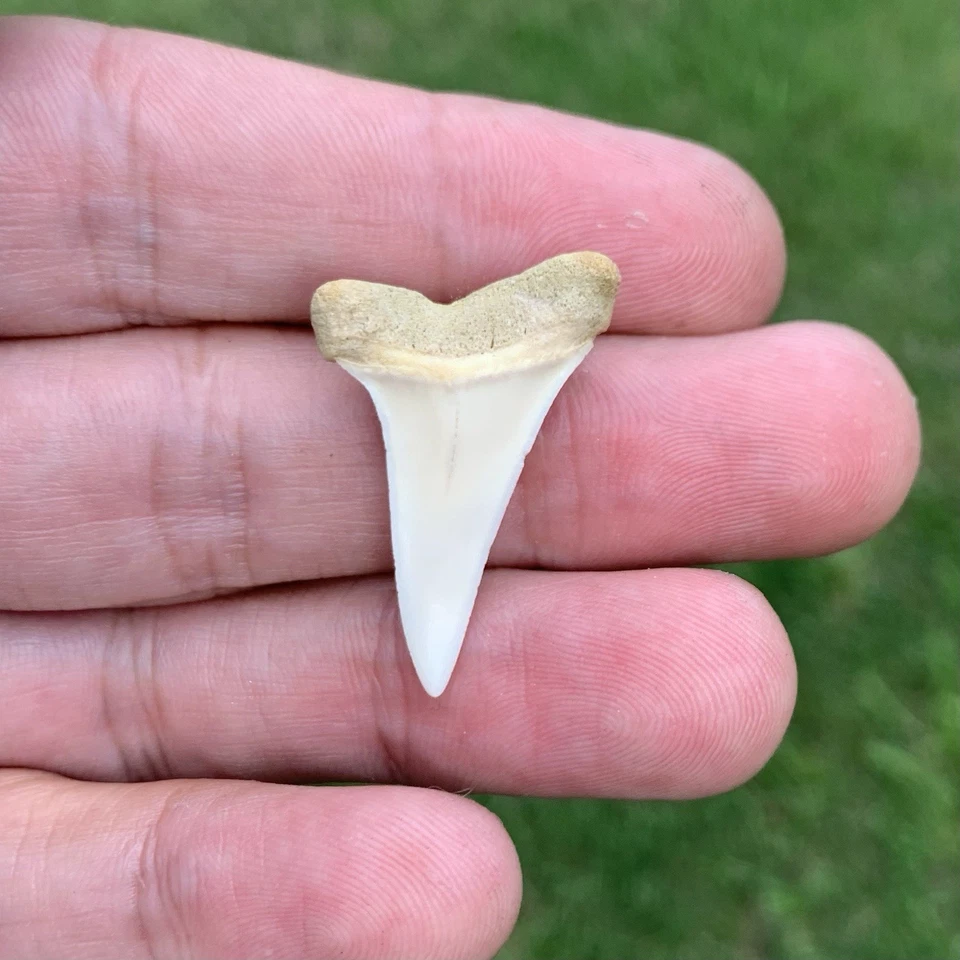 Fossil Carcharodon hastalis - Bakersfield California