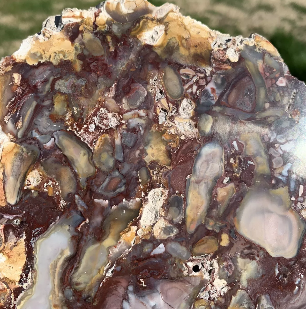 Extremely Colorful Polished Petrified Wood From Indonesia