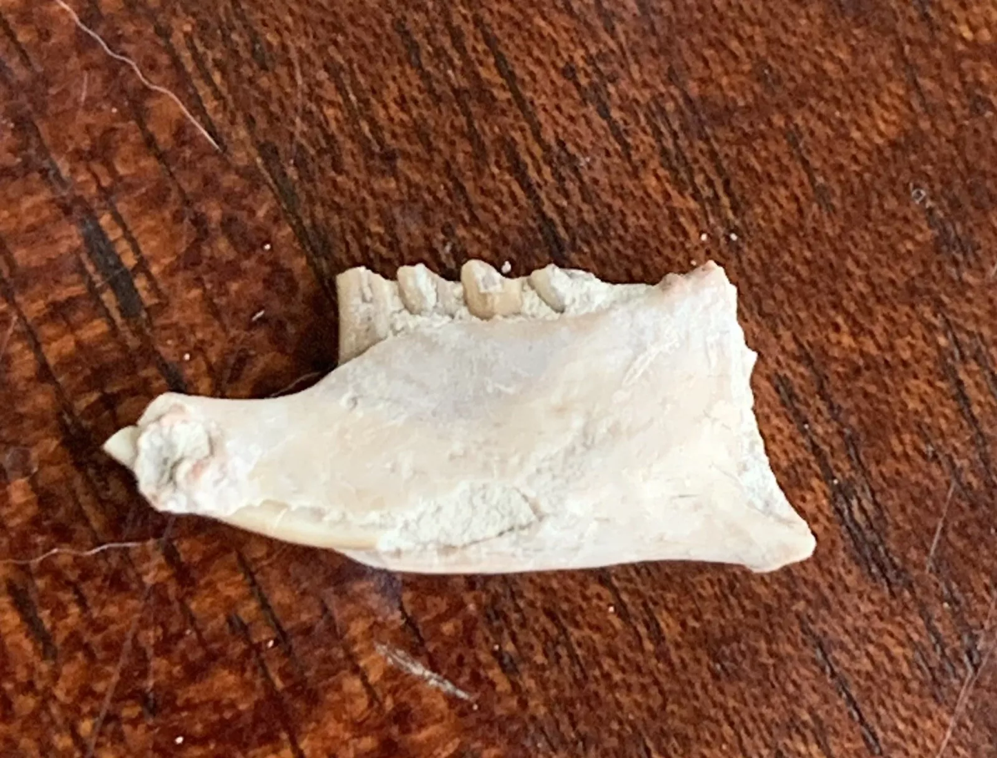 Fossil Rabbit Lower Jaw, Palaeolagus