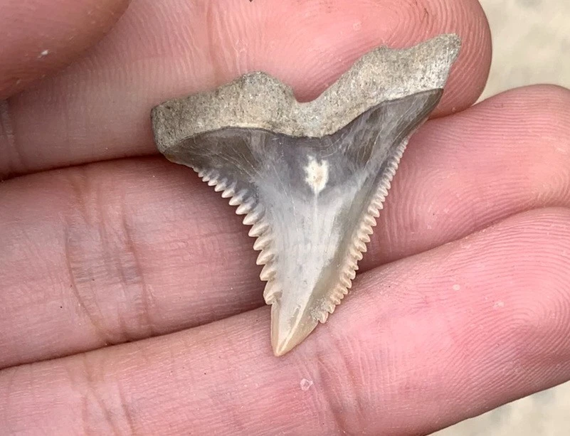 Fossil Hemipristis serra - Lee Creek Mine