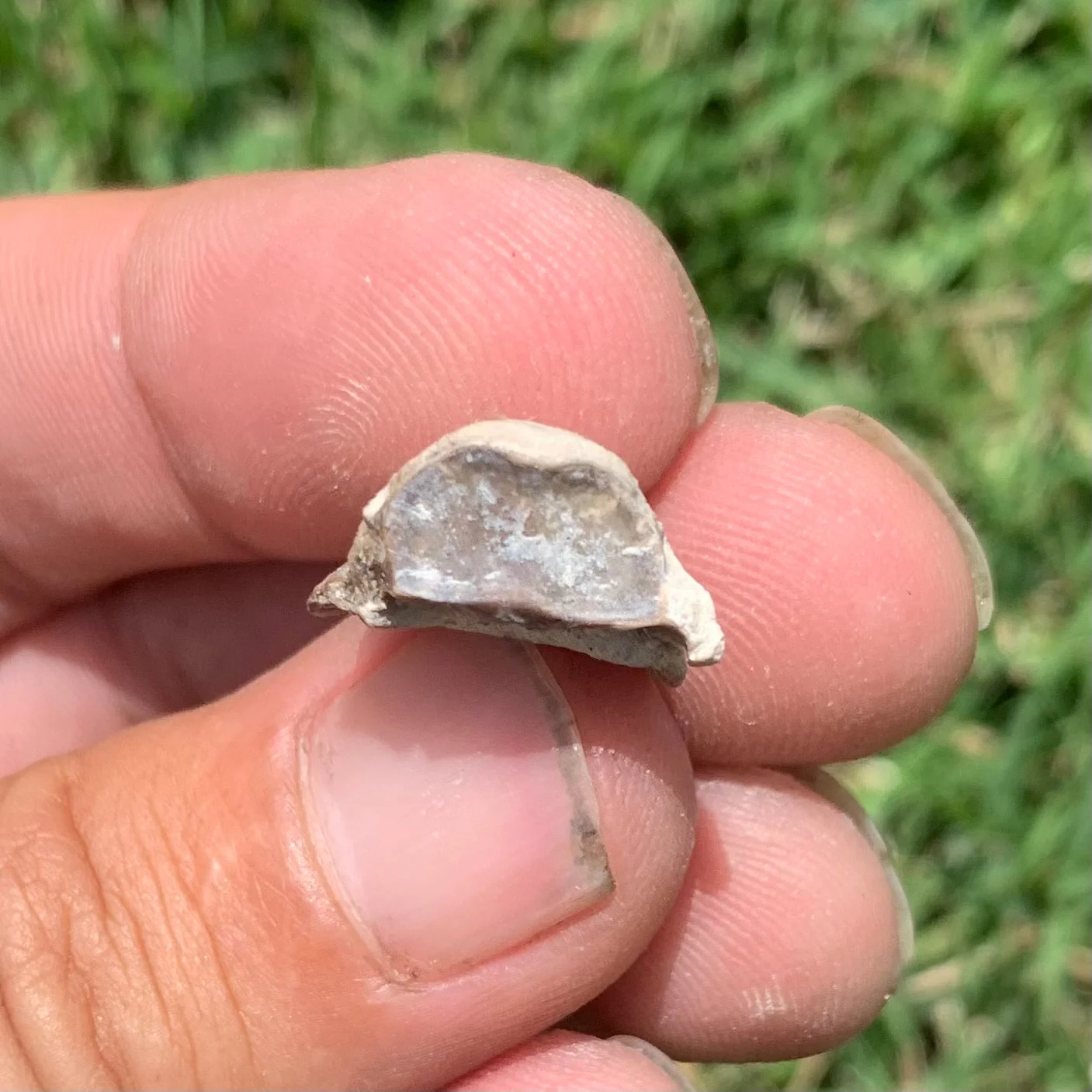 Fossil Horse Hoof, Mesohippus bairdi