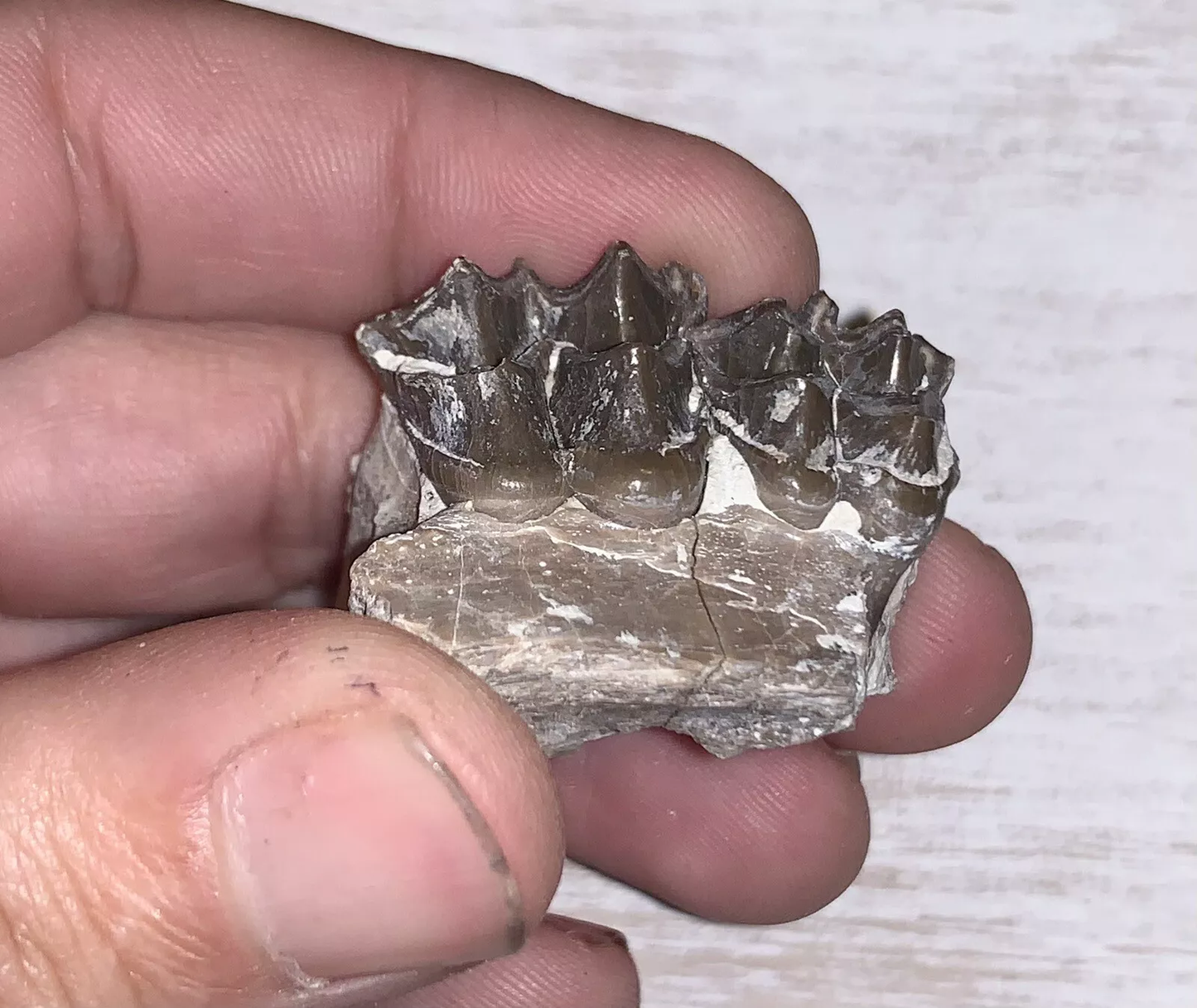 Fossil Oreodont Upper Palate Section With Tooth