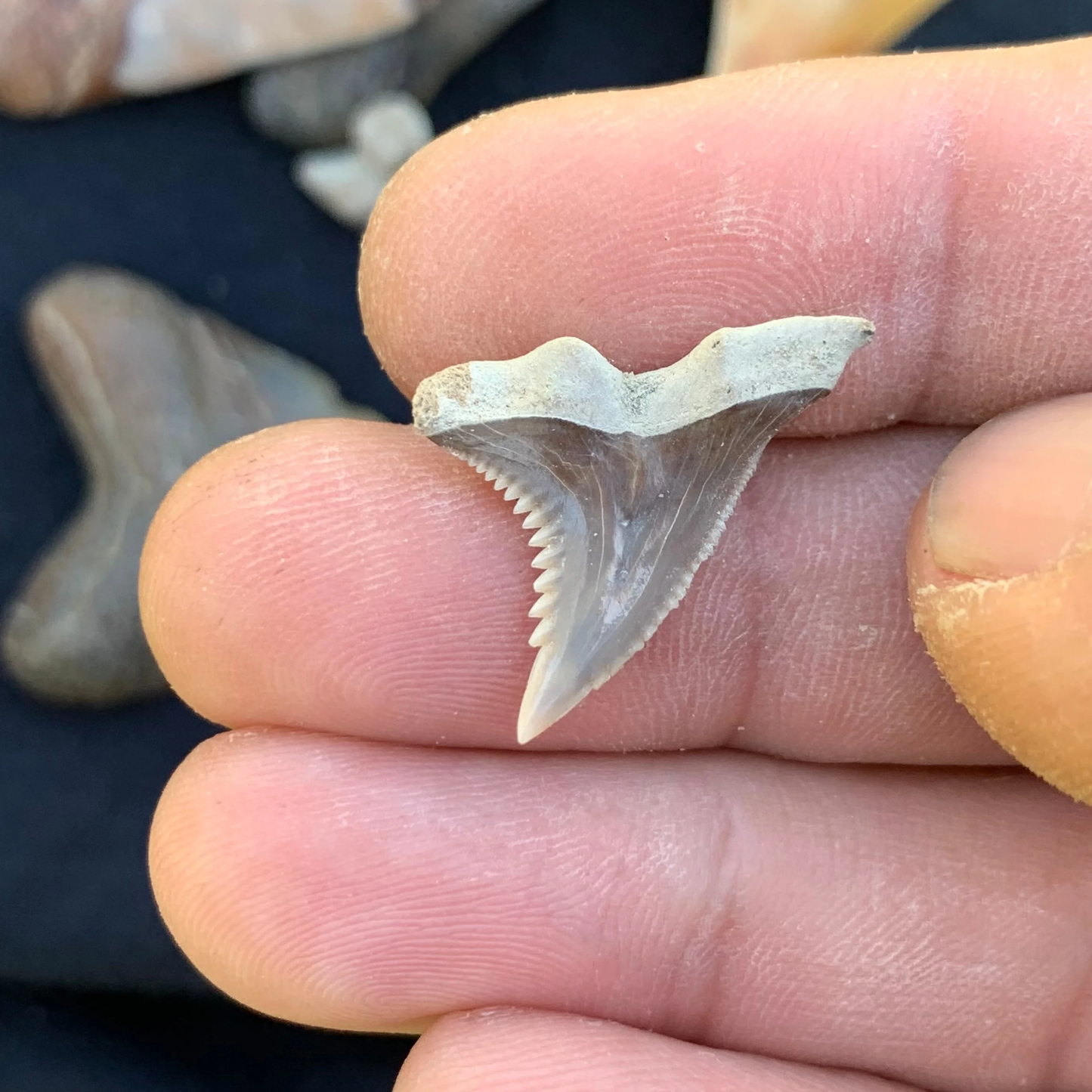 .95” Hemipristis serra Shark Tooth - Virginia