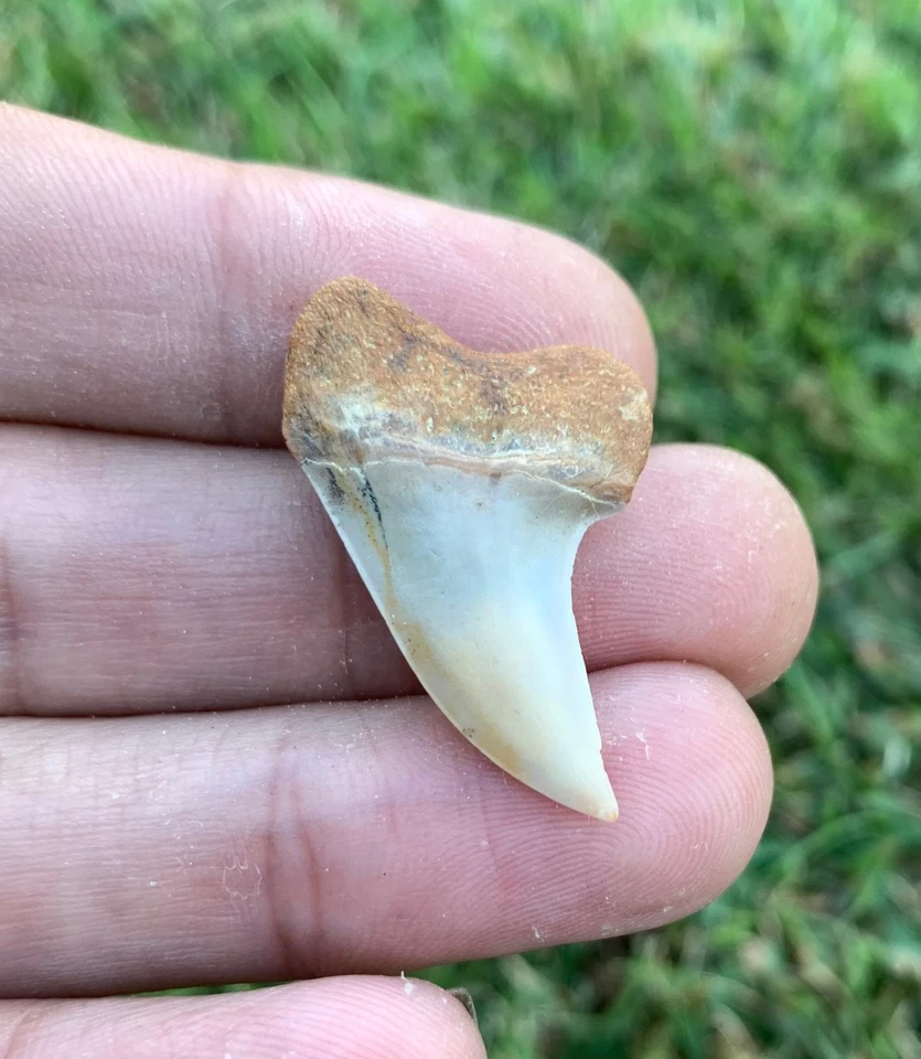 Fossil Carcharodon planus - Bakersfield California