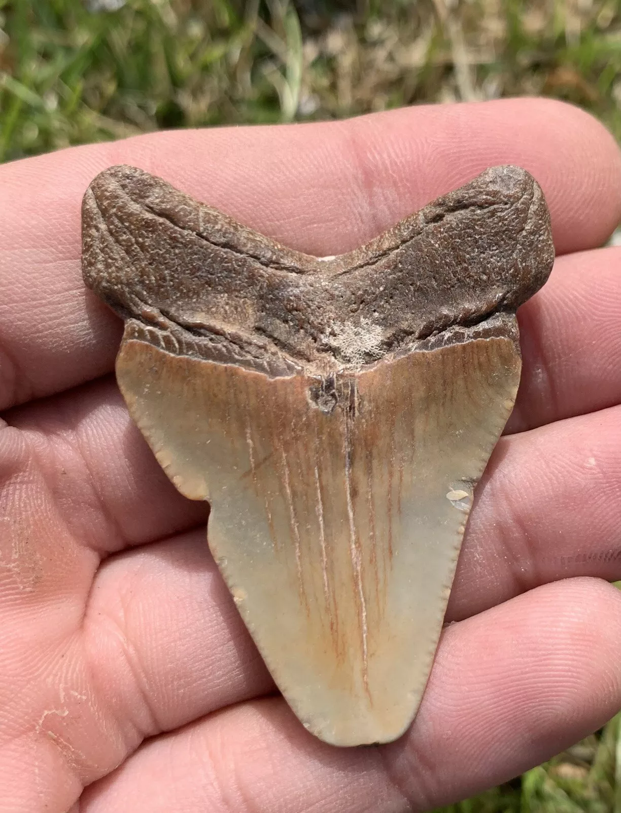 1.99” Otodus Megalodon - Virginia